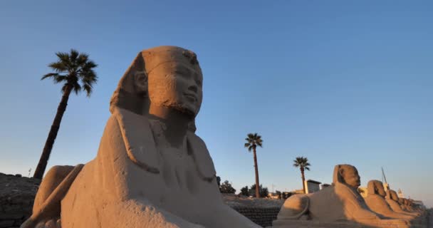 埃及的狮身人面像 卢克索神庙 上埃及 — 图库视频影像