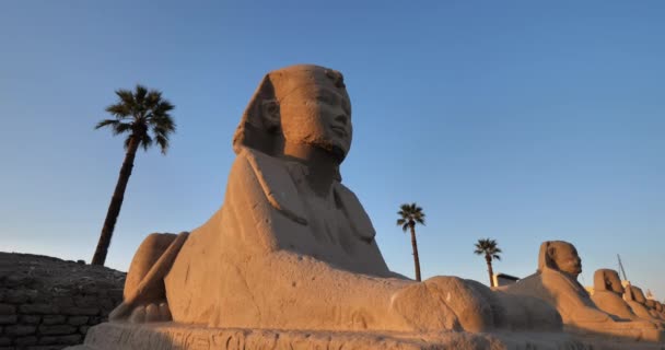 Αιγυπτιακή Σειρά Της Σφίγγας Λούξορ Ναός Άνω Αίγυπτος — Αρχείο Βίντεο