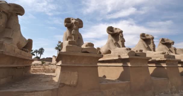 Mısır Luxor Kentindeki Karnak Tapınağı Nın Girişinde Koçlar Var — Stok video