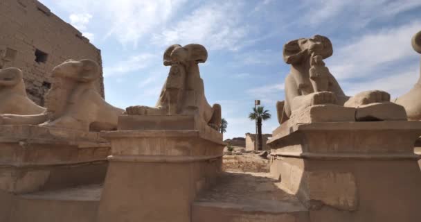 埃及卢克索Karnak神庙入口处的公羊大道 — 图库视频影像