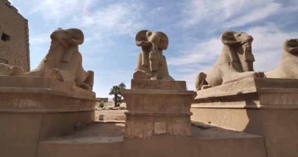 Aleja Baranów Przy Wejściu Świątyni Karnak Luksorze Egipt — Wideo stockowe