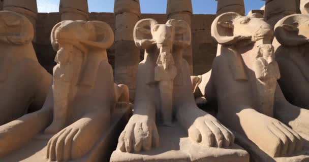 Rámafejű Szfinxek Első Oszlopon Túl Karnak Templomnál Karnak Egyiptom — Stock videók