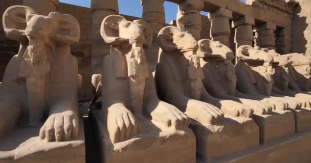 在埃及卡尔纳克的卡尔纳克神殿 Ram Headed Sphinxes First Pylon — 图库视频影像