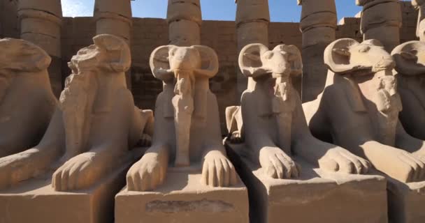 Ram Kopsfinxen Voorbij Eerste Pyloon Karnak Temple Karnak Egypte — Stockvideo