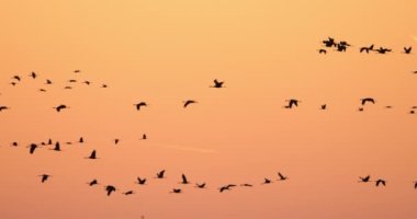 Camargue, Fransa 'da yaygın turna sürüsü