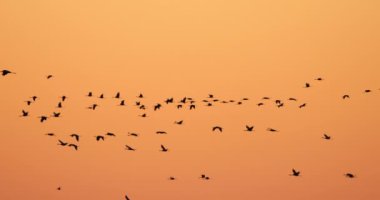 Camargue, Fransa 'da yaygın turna sürüsü