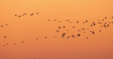 Camargue, Fransa 'da yaygın turna sürüsü