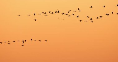 Camargue, Fransa 'da yaygın turna sürüsü