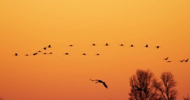 Camargue, Fransa 'da yaygın turna sürüsü