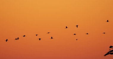 Camargue, Fransa 'da yaygın turna sürüsü