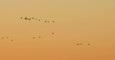 Camargue, Fransa 'da yaygın turna sürüsü