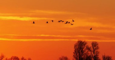 Camargue, Fransa 'da yaygın turna sürüsü