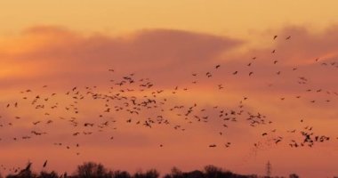 Camargue, Fransa 'da yaygın turna sürüsü