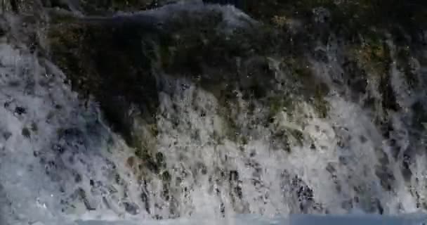 Природний Заповідник Лунарет Монпельє Департамент Гро Окситан Франція Річка Лез — стокове відео