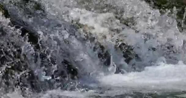 Cagar Alam Lunaret Montpellier Departemen Hrault Occitan Perancis Sungai Lez — Stok Video