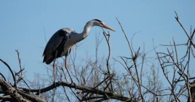 Gri balıkçıllar, Ardea Cinerea, Camargue, Fransa 'daki Pont de Gau ornitoloji parkı