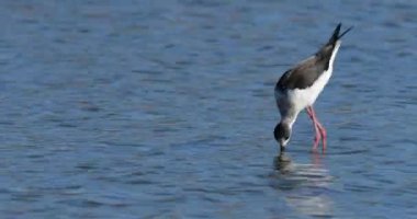 Kara kanatlı stilt (Himantopus himantopus), Camargue, Fransa