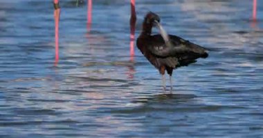 Parlak aynak, Plegadis falcinellus, Camargue, Fransa