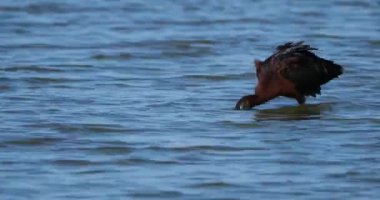 Parlak aynak, Plegadis falcinellus, Camargue, Fransa