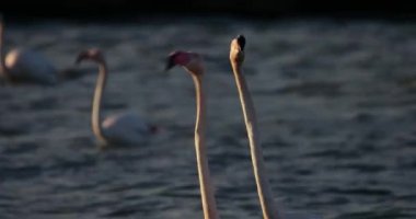 Fransa 'da Camargue' deki flört sırasında pembe flamingolar.