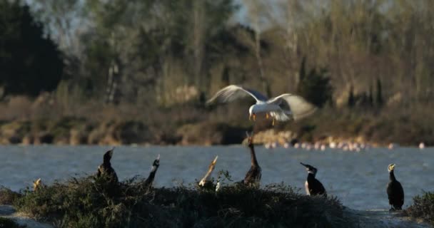 Gulls Flying Sleeping Quarters Cormorants — Stock Video