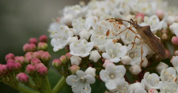 Heteroptera Auf Einer Viburnum Tinus Blüte Frankreich — Stockvideo