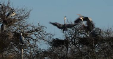 Gri balıkçıllar, Ardea Cinerea, Camargue, Fransa 'daki Pont de Gau ornitoloji parkı