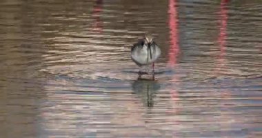 Görüldü Redshank, Fransa 'daki Camargue