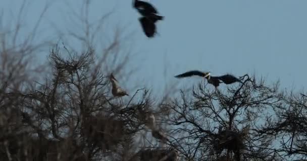 Volavky Šedé Ardea Cinerea Camargue Ornitologický Park Pont Gau Francii — Stock video