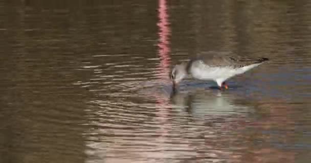 Spotted Redshank Camargue France — Stock Video
