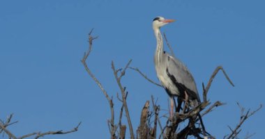Gri balıkçıllar, Ardea Cinerea, Camargue, Fransa 'daki Pont de Gau ornitoloji parkı