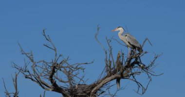 Gri balıkçıllar, Ardea Cinerea, Camargue, Fransa 'daki Pont de Gau ornitoloji parkı