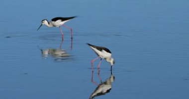 Kara kanatlı stilt (Himantopus himantopus), Camargue, Fransa