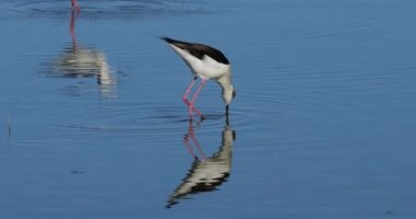 Kara kanatlı stilt (Himantopus himantopus), Camargue, Fransa