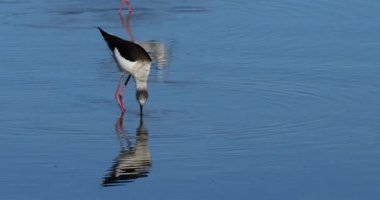 Kara kanatlı stilt (Himantopus himantopus), Camargue, Fransa