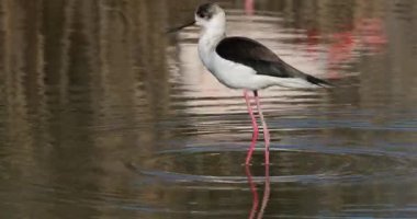 Kara kanatlı stilt (Himantopus himantopus), Camargue, Fransa