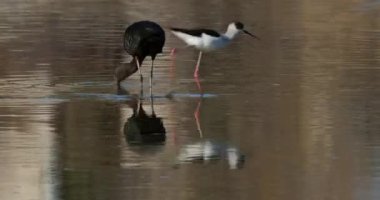 Kara kanatlı stilt (Himantopus himantopus) ve parlak aynak (Plegadis falcinellus), Camargue, Fransa