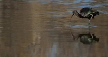 Parlak aynak, Plegadis falcinellus, Camargue, Fransa
