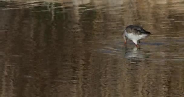 Spotted Redshank Camargue Francia — Video Stock