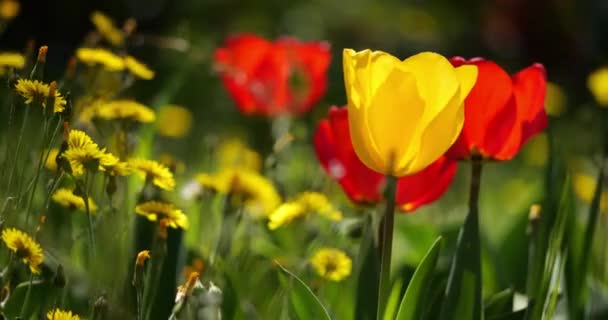 春の季節の庭のチューリップ — ストック動画