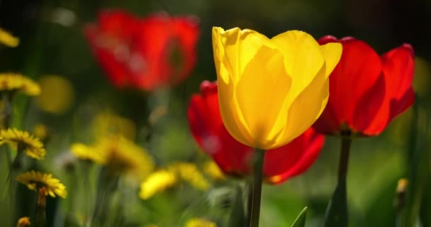 Tulipány Zahradě Během Jarní Sezóny — Stock video