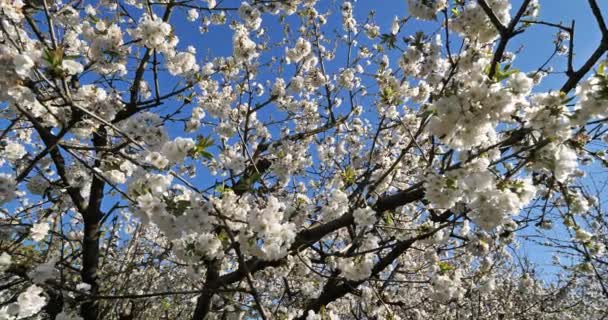 Virágzó Cseresznyefák Franciaországban — Stock videók