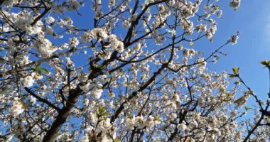 Fransa 'da çiçek açan kiraz ağaçları.