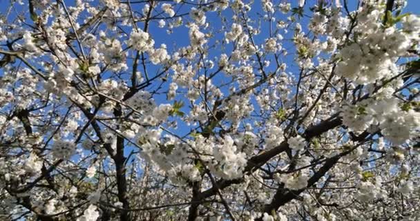 Blommande Körsbärsträd Frankrike — Stockvideo