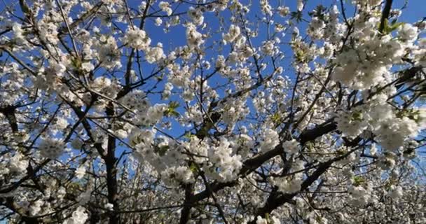 프랑스에서 피어나는 벚나무 — 비디오