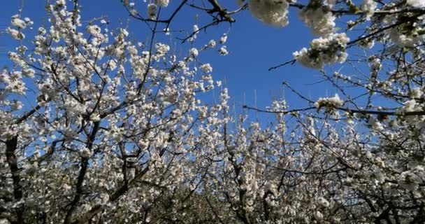 法国盛开的樱桃树 — 图库视频影像
