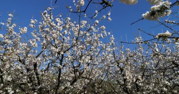 法国盛开的樱桃树 — 图库视频影像