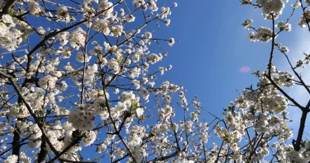Cerejeiras Florescentes França — Vídeo de Stock