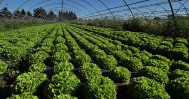 Salata Tarlası, Güney Fransa, Gard Bölümü, Fransa