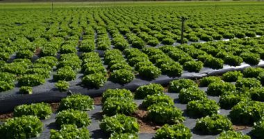 Salata Tarlası, Güney Fransa, Gard Bölümü, Fransa